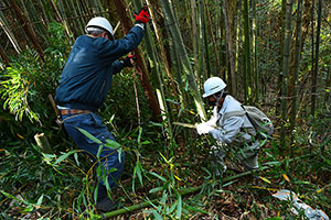 2021年11月　塩江町で山桜の植林と下草除去を行いました。